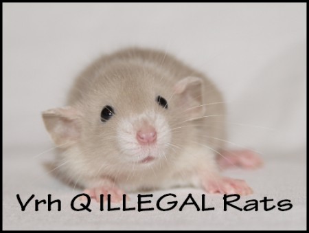 † Quentina ILLEGAL Rats (Q2)